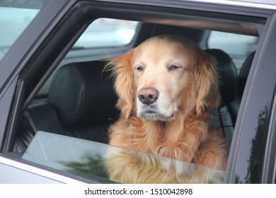 HALF MOON BAY, CALIFORNIA, USA - JUNE 14TH 2019: funny dog feels boring in the car