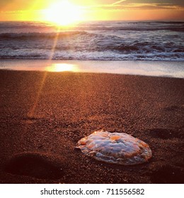 Half moon bay, California-Jellyfish on shore