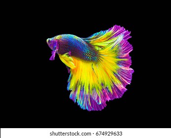 Half moon betta fish or Siamese fighting fish in colorful color. 