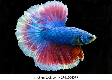 Half moon betta (betta splendens),origin Thailand,size lg(5cm),gender male,3.5 months old age