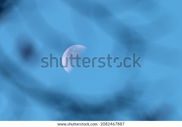 Half moon in the blue sky in the early morning\
through the branches of a\
tree