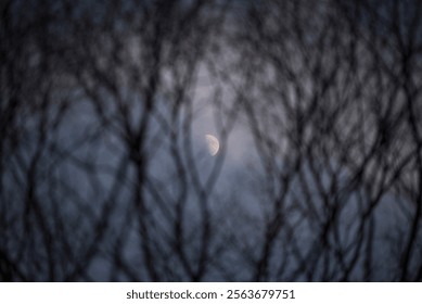 A half moon floats between the tree branches. It's a gloomy vibe.