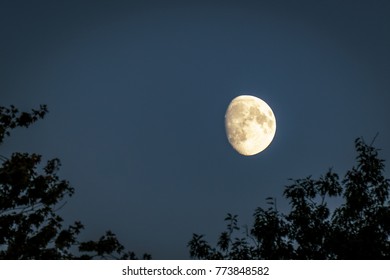 Full Moon Over Trees Stock Photo 567387172 | Shutterstock