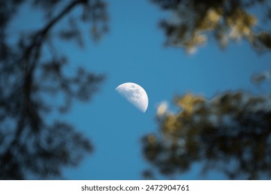 A half moon, quarter moon, over the sky in the afternoon, surrounded with forest branches in the fore ground.   - Powered by Shutterstock