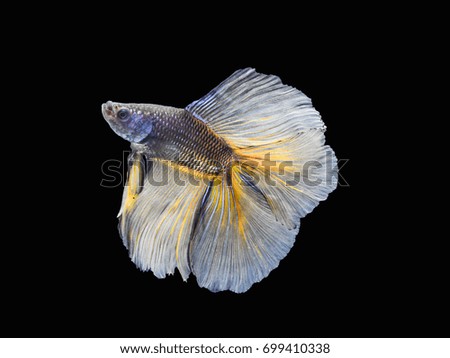 Half moon tail betta fish or Siamese Fighting fish with beautiful tail .