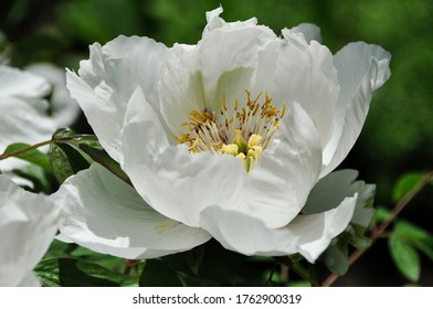 Half Open Flower Of Moutan Peony