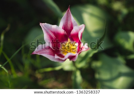Half Open Magenta Tulip with White Ridge (Tulipa Gavota or Triumph Tulip) with green background