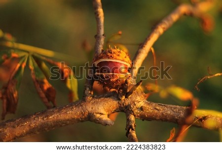 A half opened conker laying on a thin branches. Shiny brown chenstnut in its half opened spiky shell illuminated by a warm light of setting sun. Colorful tree leaves blurred in the background. Autumn.