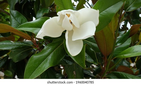 Half Opened Flower Of Sweetbay Magnolia (Magnolia Virginiana) Among Green Leaves On The Tree