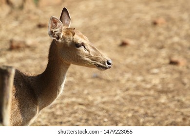 Half Portrait Of A Javan Rusa Deer (Cervus Timorensis Russa)