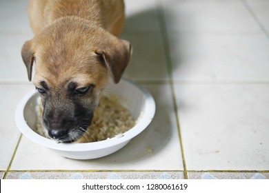 Half Portrait Of A Local Little Cute Brown Puppy Dog Eating Rice Porridge In A White Bowl With Dirty White Floor Background.