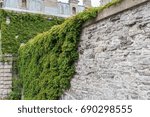 Half of the rock wall covered with thick green vines