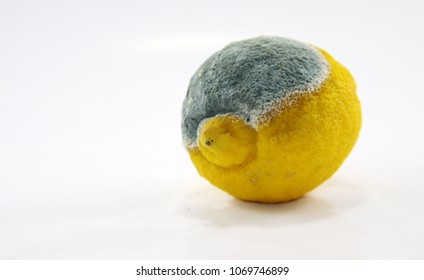 343 Half rotten lemon Images, Stock Photos & Vectors | Shutterstock