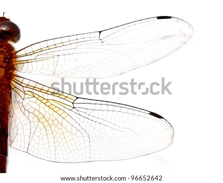half side of a red dragonfly on white background