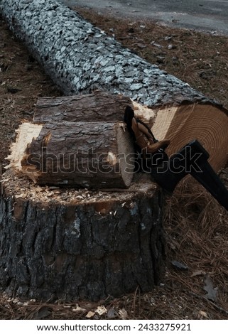 half split pind log sitting atop a pine tree stump with fallen pine tree trunk in the background. Axe embedded into pine stump with gloves next to it.