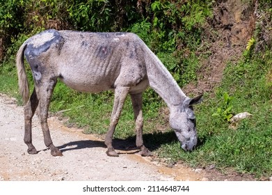 Half starved skinny horse on a path around Guatape, Colombia. - Shutterstock ID 2114648744