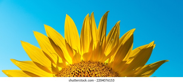 Half of a sunflower flower against a blue sky. The sun shines through the yellow petals. Agricultural cultivation of sunflower for cooking oil. - Shutterstock ID 2204076153