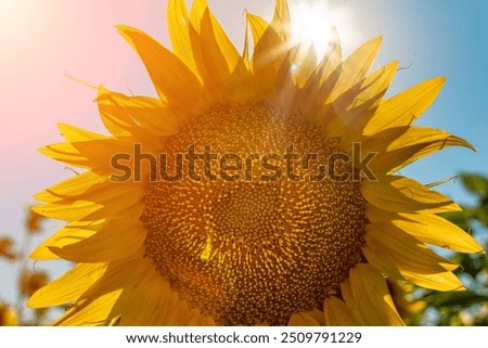Image, Stock Photo Through the flower