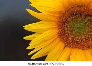 Half a sunflower on a black background. Beautiful bright background. Summer. Sunny