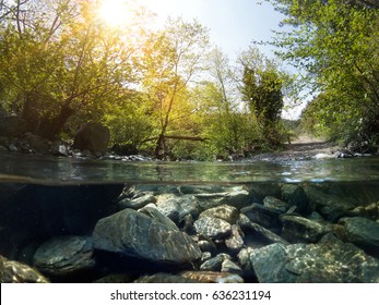 Half Underwater In The Forest 