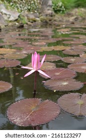 Half Way To Bloom : Water Lily