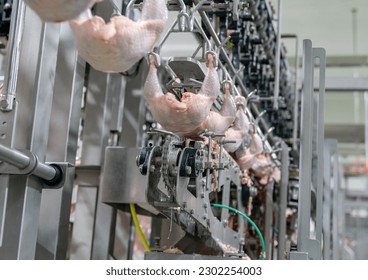 A half whole chicken carcasses suspended on the equipment to cut parts at the chicken processing factory