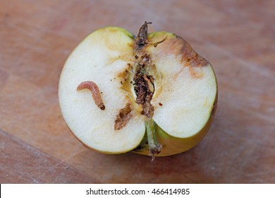 Half Of A Wormy Apple With Maggot Larva On Wooden Background