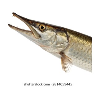 Halfbeak Fish Side View Distinctive Jaw Struct Isolated On White Background