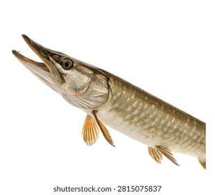 Halfbeak Fish Side View Distinctive Jaw Struct Isolated On White Background