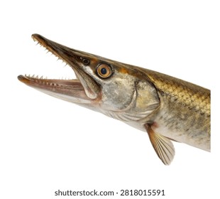 Halfbeak Fish Side View Distinctive Jaw Struct Isolated On White Background