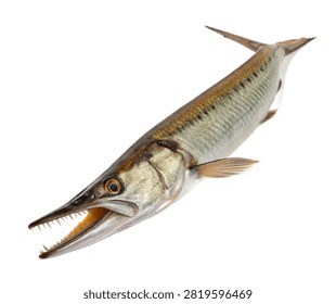 Halfbeak Fish Side View Distinctive Jaw Struct Isolated On White Background