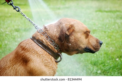 half-breed american staffordshire terrier being washed from hose