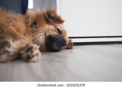 Half-breed Dog Laying On Floor