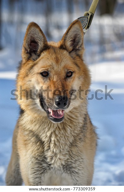 half wolf half shepherd