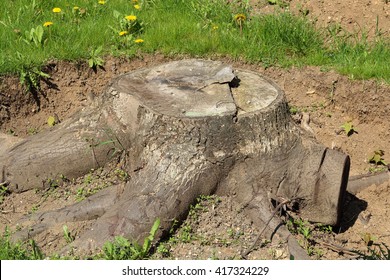 Half-exposed Stump - Photo Of Walnut Tree Stump In The Middle Of Excavation Process With One Root Already Cut, Rest Still On It's Place