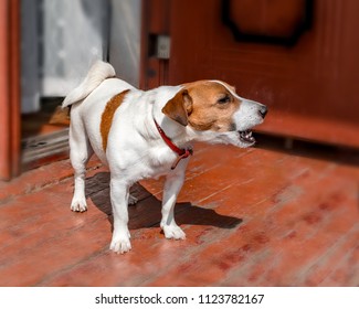 Half-face portrait of cute small dog jack russel terrier standing and barking outside on wooden porch of old country house next to open door at summer sunny day. Pet protecting property - Shutterstock ID 1123782167