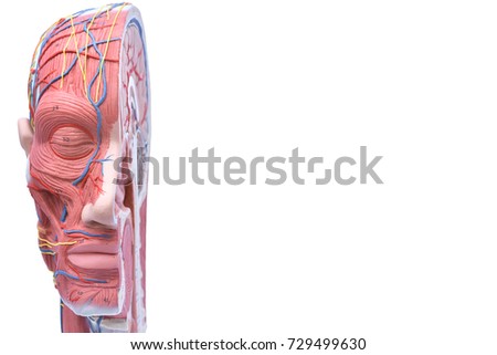 Half-head human model on a white background