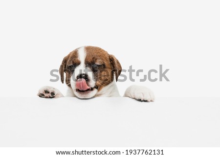 Half-length portrait of cute little puppy of Jack Russell dog posing isolated on white background.. Concept of movement, pets love, animal life, care. Looks sweet, happy, delighted. Copyspace for ad.