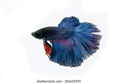 "Halfmoon Betta" capture the moving moment beautiful of siam betta fish in thailand on white background