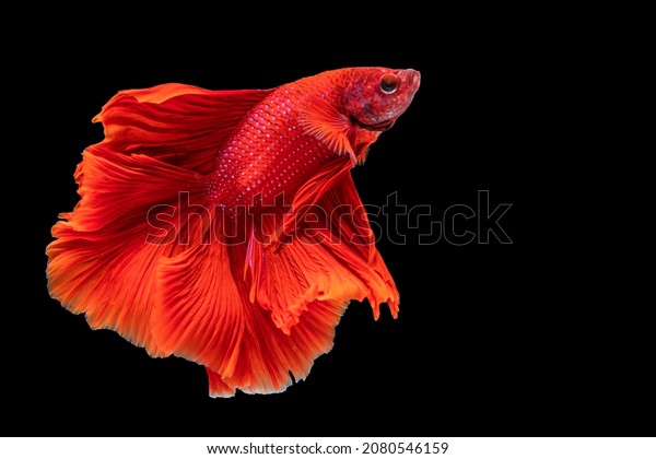Halfmoon Betta fighting fish in Thailand on\
isolated black background. The moving moment beautiful of red\
Siamese betta fish with copy\
space.