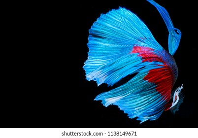 魚 ヒレ の写真素材 画像 写真 Shutterstock