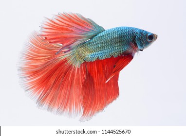 Halfmoon betta fish, siamese fighting fish, Capture moving of fish, Betta splendens