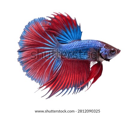 Halfmoon Betta Siamese Fighting Fish Flowing Fins Isolated on White Background.