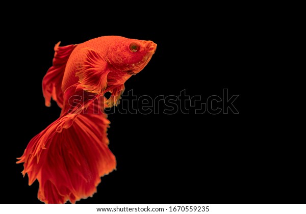 Halfmoon Betta splendens fighting fish\
in Thailand on isolated black background. The moving moment\
beautiful of red Siamese betta fish with copy\
space.