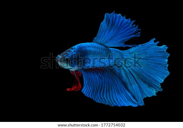 Halfmoon Betta splendens\
fighting fish in Thailand on isolated black background. The moving\
moment beautiful of blue and red Siamese betta fish with copy\
space.