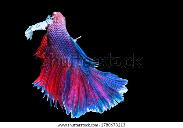 Halfmoon Betta splendens
fighting fish in Thailand on isolated black background. The moving
moment beautiful of blue and red Siamese betta fish with copy
space.