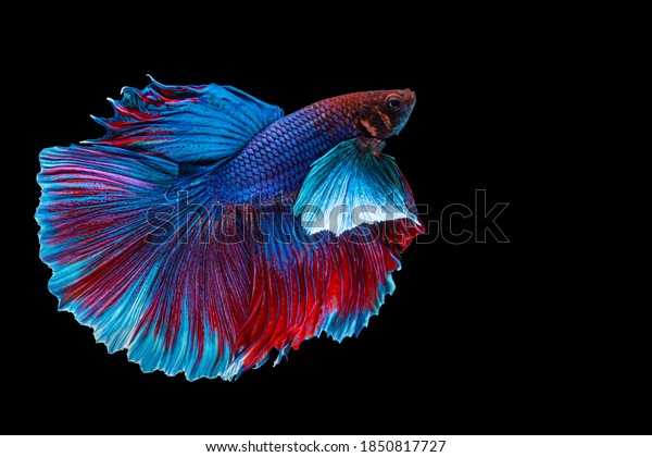 Halfmoon Betta splendens\
fighting fish in Thailand on isolated black background. The moving\
moment beautiful of blue and red Siamese betta fish with copy\
space.
