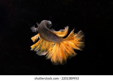 Halfmoon Mustard Gas Betta Fish