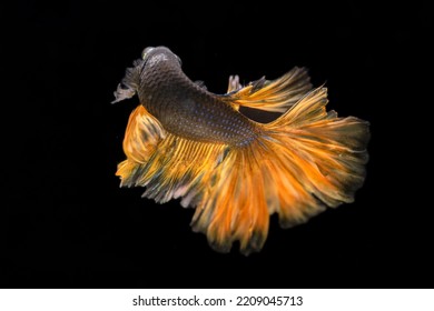 Halfmoon Mustard Gas Betta Fish