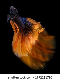 Halfmoon Mustard Gas Betta Photography